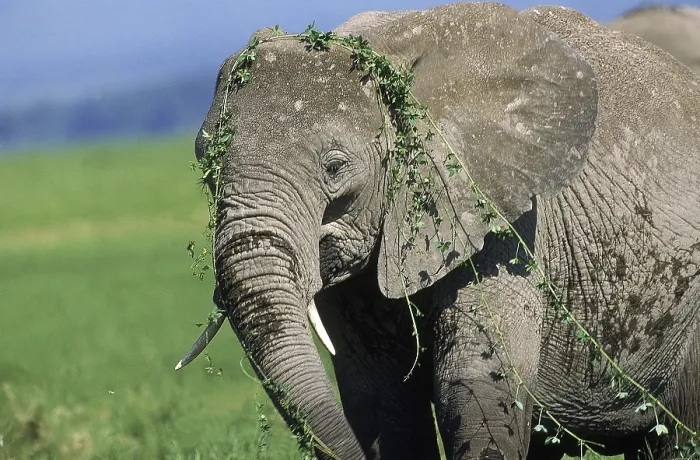 Framed Print : AFRICAN ELEPHANT (loxodonta africana), KENYA