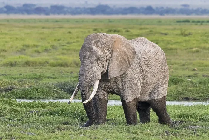 Framed Print : African elephant (Loxodonta africana) in the marsh Framed Print : African elephant (Loxodonta africana) in the marsh