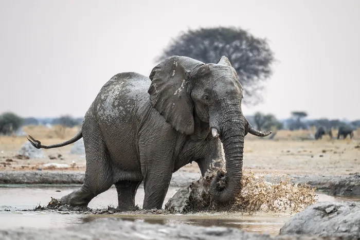 Framed Print : African elephant (Loxodonta africana) running through water at the waterhole