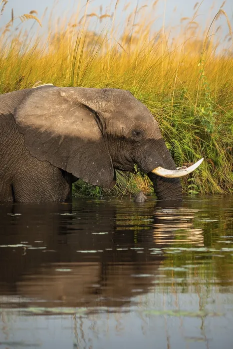 Framed Print : African elephant (Loxodonta africana) in the swamp