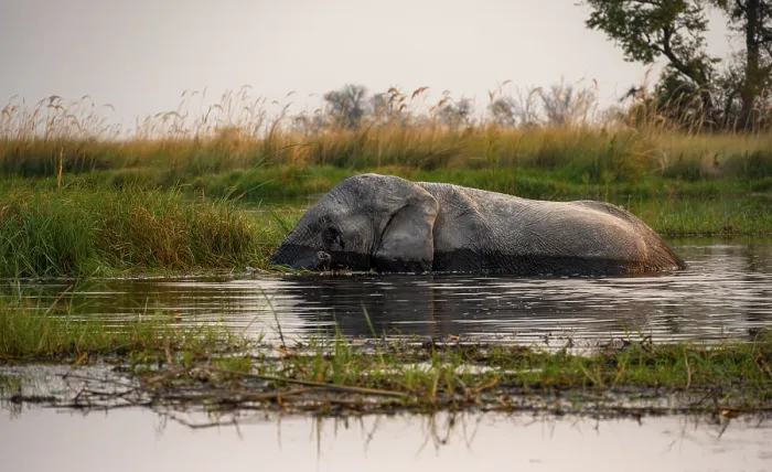 Framed Print : African elephant (Loxodonta africana) in the swamp Framed Print : African elephant (Loxodonta africana) in the swamp