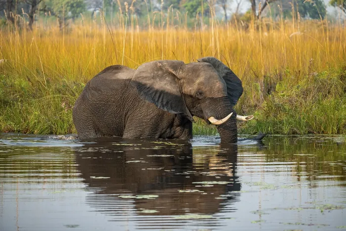 Framed Print : African elephant (Loxodonta africana) in the swamp Framed Print : African elephant (Loxodonta africana) in the swamp