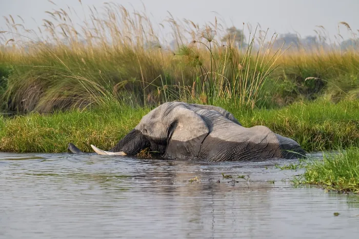 Framed Print : African elephant (Loxodonta africana) swimming in the swamp