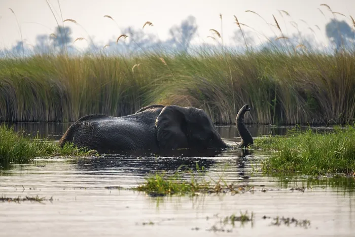 Framed Print : African elephant (Loxodonta africana) swimming in the swamp Framed Print : African elephant (Loxodonta africana) swimming in the swamp