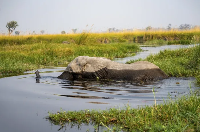 Framed Print : African elephant (Loxodonta africana) swimming in the swamp