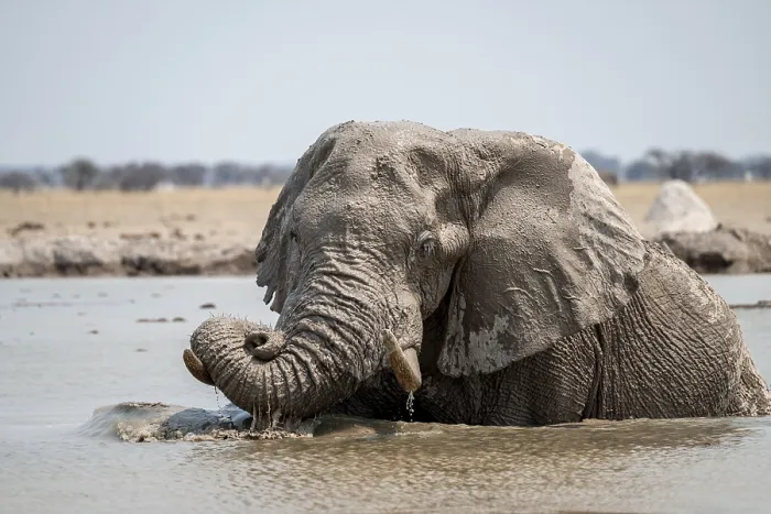 Framed Print : African elephant (Loxodonta africana) swimming in waterhole Framed Print : African elephant (Loxodonta africana) swimming in waterhole