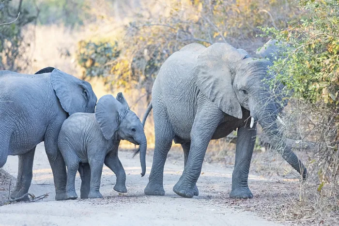 Framed Print : African elephant (Loxodonta africana) Zambia Framed Print : African elephant (Loxodonta africana) Zambia