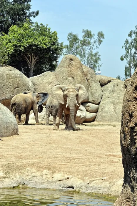 Framed Print : African elephant in natural environment Framed Print : African elephant in natural environment