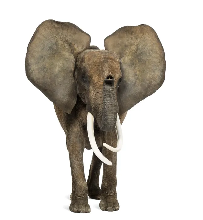 Framed Print : African elephant standing, ears up Framed Print : African elephant standing, ears up