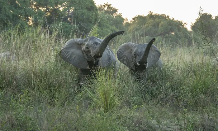 Framed Print : African elephants (Loxodonta africana)