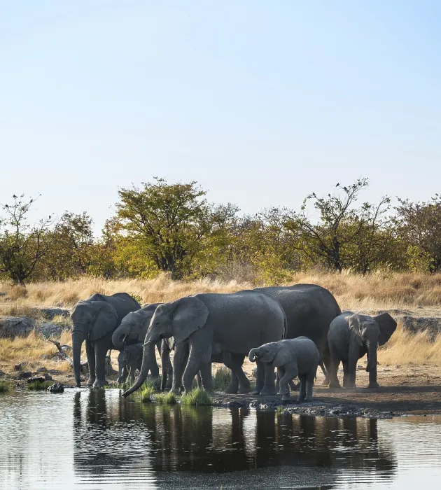 Framed Print : African Elephants (Loxodonta africana)
