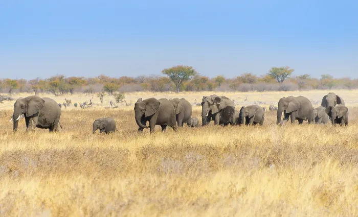 Framed Print : African elephants (Loxodonta africana) Framed Print : African elephants (Loxodonta africana)