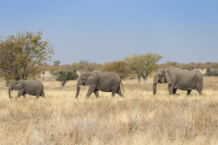 Framed Print : Three African elephants (Loxodonta africana)