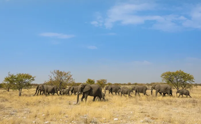 Framed Print : African elephants (Loxodonta africana)