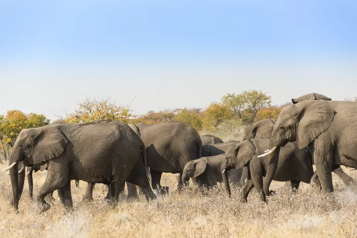 Framed Print : African elephants (Loxodonta africana)