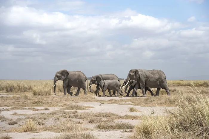 Framed Print : African elephants (Loxodonta africana)