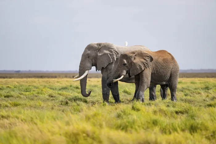 Framed Print : Two African elephants (Loxodonta africana) Framed Print : Two African elephants (Loxodonta africana)
