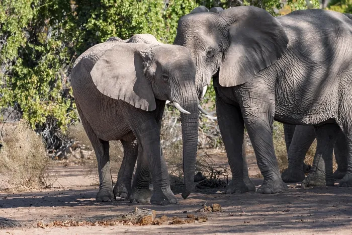 Framed Print : Two African elephants (Loxodonta africana)