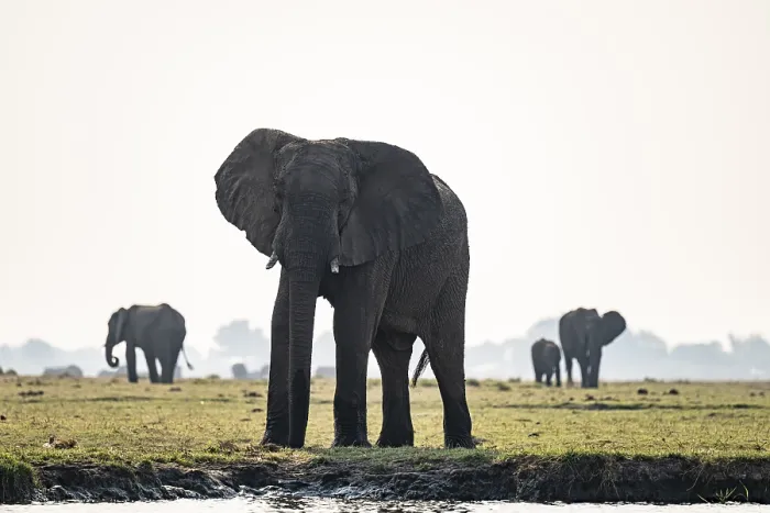 Framed Print : African elephants (Loxodonta africana)