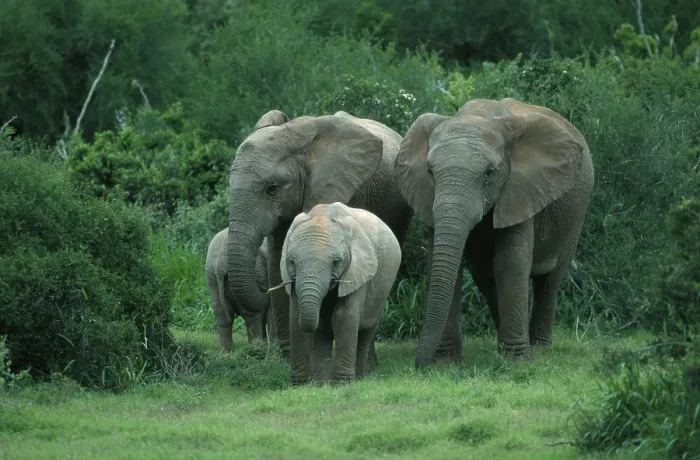 Framed Print : African Elephants (Loxodonta africana) with calf