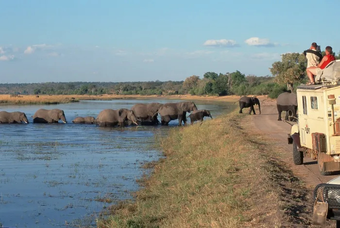 Framed Print : African elephants (Loxodonta africana) and tourists in safari buses