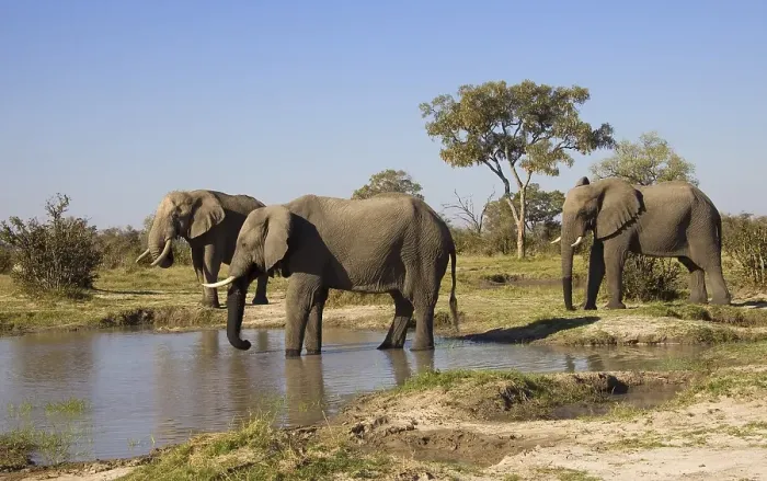 Framed Print : African elephants (Loxodonta africana) at a waterhole
