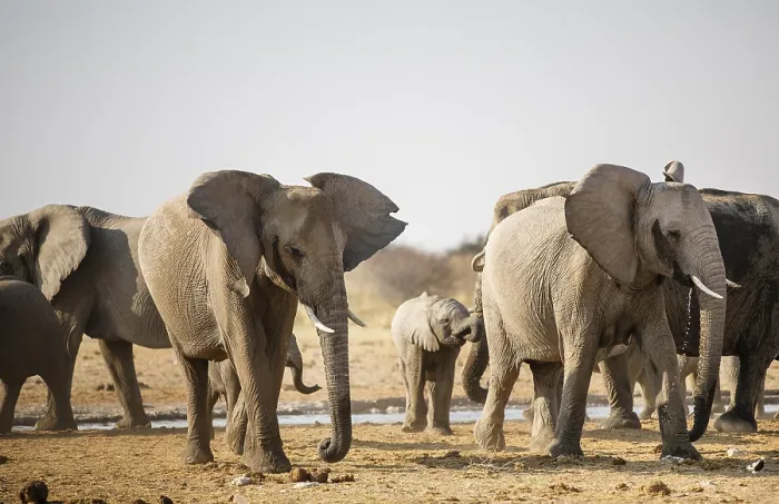 Framed Print : African elephants (Loxodonta africana) at a waterhole