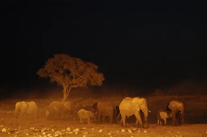 Framed Print : African Elephants (Loxodonta africana) at waterhole at night