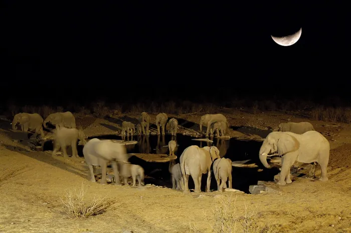 Framed Print : African elephants (Loxodonta africana) at the waterhole at night Framed Print : African elephants (Loxodonta africana) at the waterhole at night