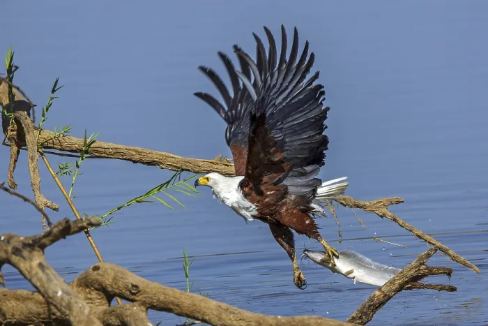 Framed Print : African Fish Eagle (Haliaeetus vocifer)