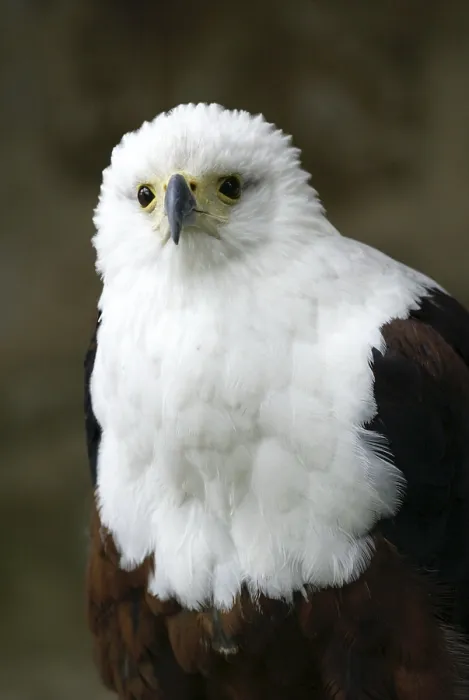 Framed Print : African Fish Eagle (Haliaeetus vocifer) Framed Print : African Fish Eagle (Haliaeetus vocifer)