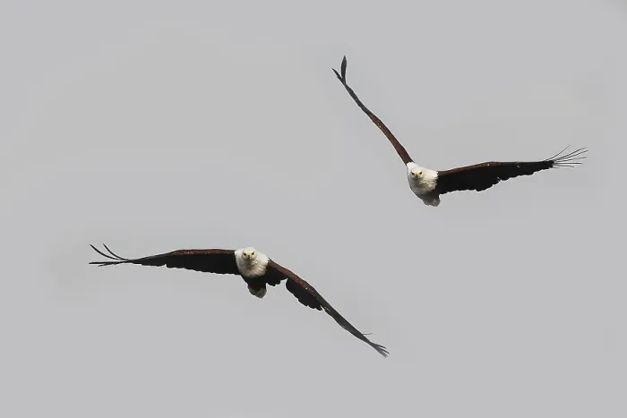 Framed Print : African Fish-Eagle (haliaeetus vocifer)