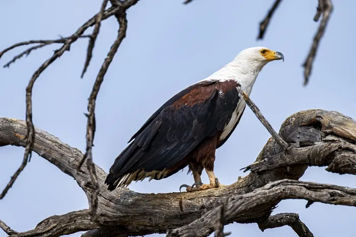 Framed Print : African Fish Eagle (Haliaeetus vocifer)
