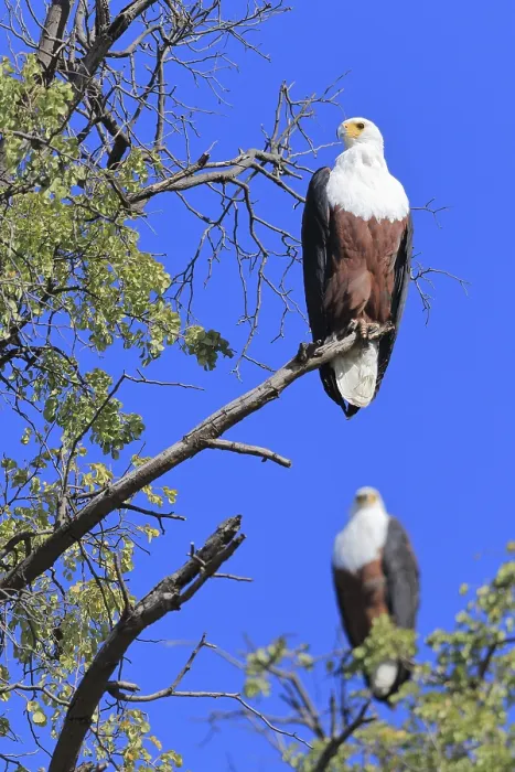 Framed Print : African fish eagle (Haliaeetus vocifer) Okavango Delta