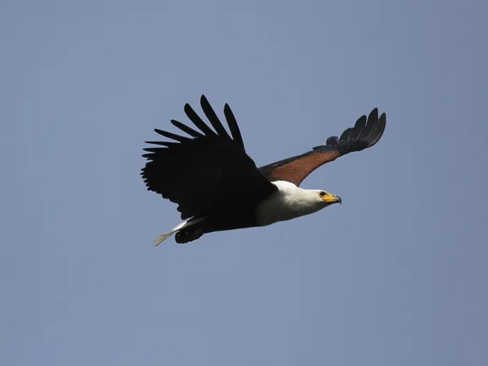Framed Print : African fish eagle (Haliaeetus vocifer) in the Okavango Delta