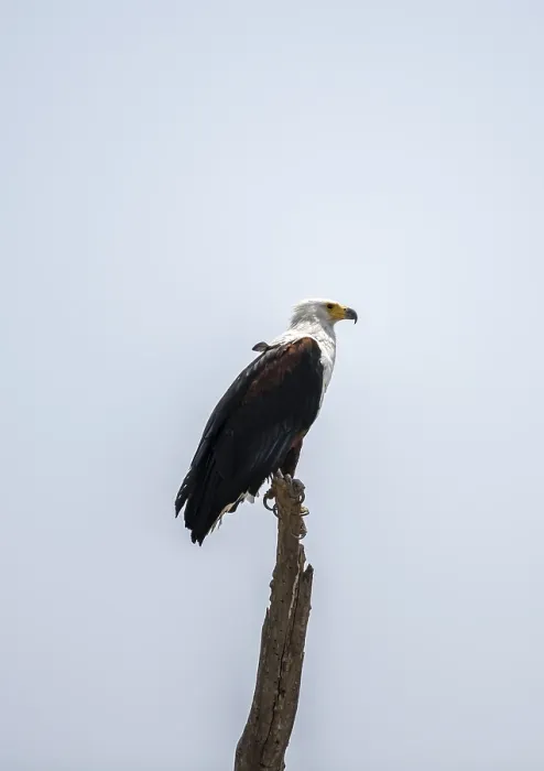 Framed Print : African fish eagle (Haliaeetus vocifer) perched on a branch Framed Print : African fish eagle (Haliaeetus vocifer) perched on a branch