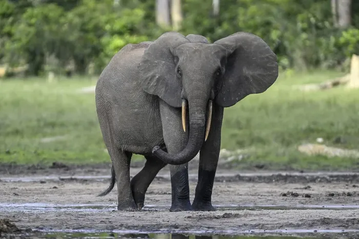 Framed Print : African forest elephant (Loxodonta cyclotis) in the Dzanga Bai forest clearing