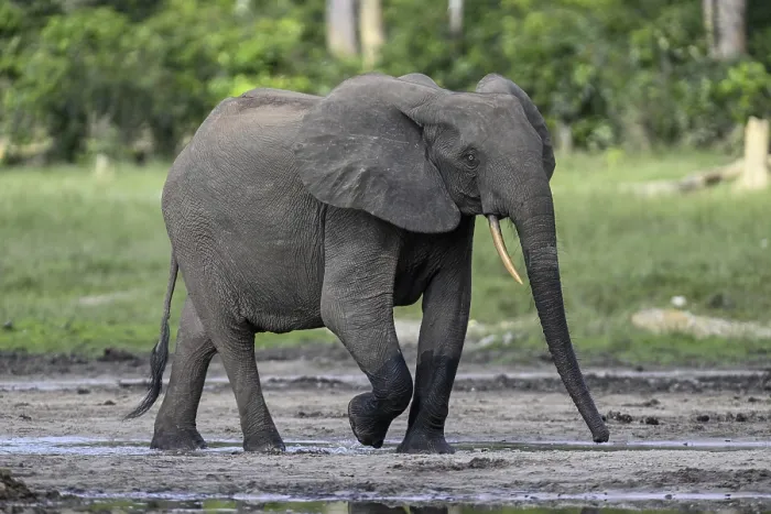 Framed Print : African forest elephant (Loxodonta cyclotis) in the Dzanga Bai forest clearing