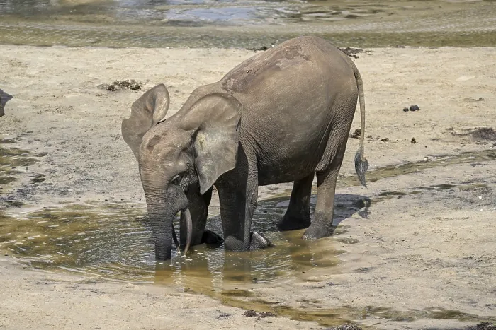 Framed Print : African forest elephant (Loxodonta cyclotis) in the Dzanga Bai forest clearing