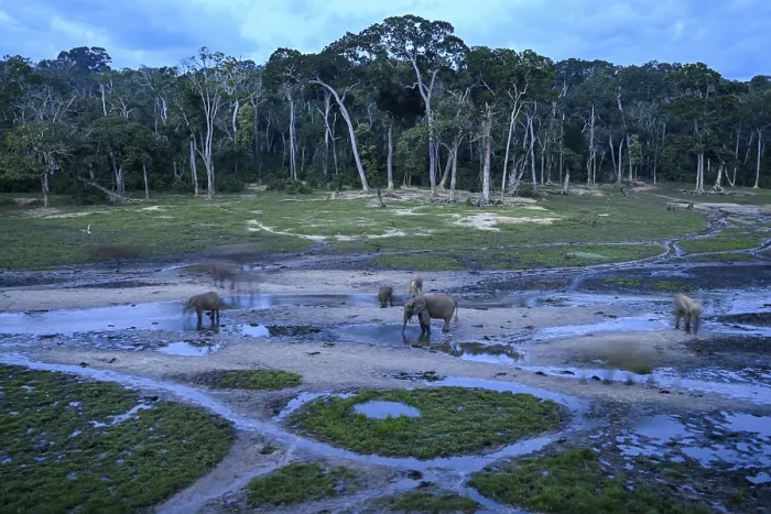 Framed Print : African forest elephant (Loxodonta cyclotis) in the Dzanga Bai forest clearing