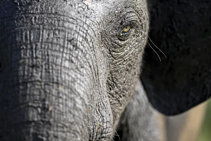 Framed Print : African forest elephant (Loxodonta cyclotis) in Loango National Park