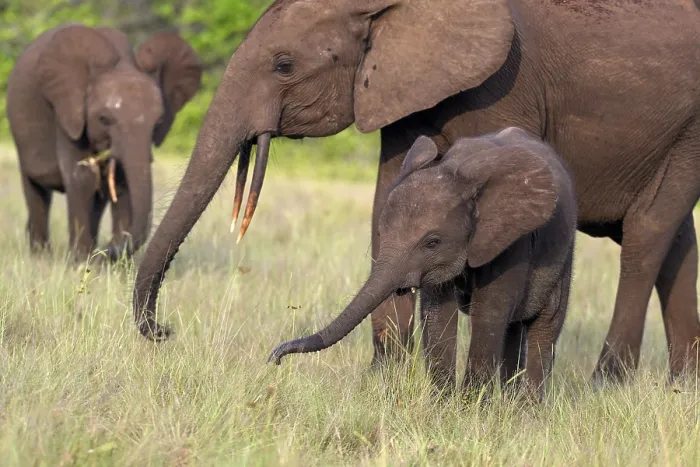 Framed Print : African forest elephants (Loxodonta cyclotis) in a clearing in Loango National Park