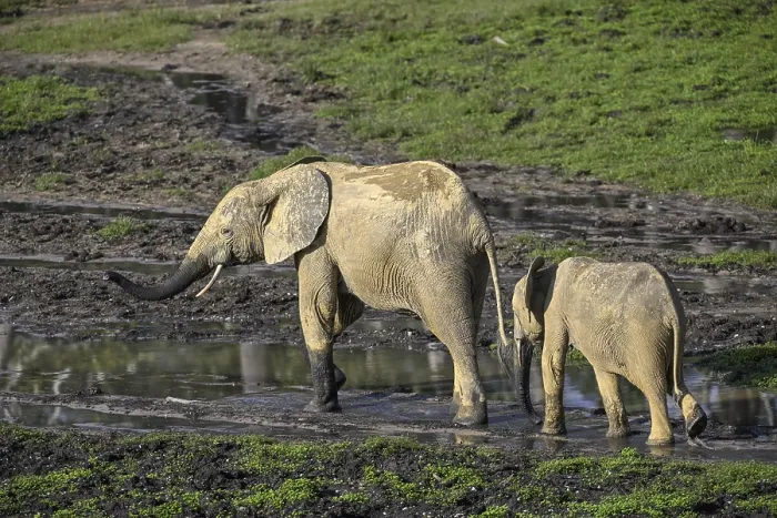 Framed Print : African forest elephants (Loxodonta cyclotis) in the Dzanga Bai forest clearing