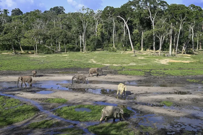 Framed Print : African forest elephants (Loxodonta cyclotis) in the Dzanga Bai forest clearing