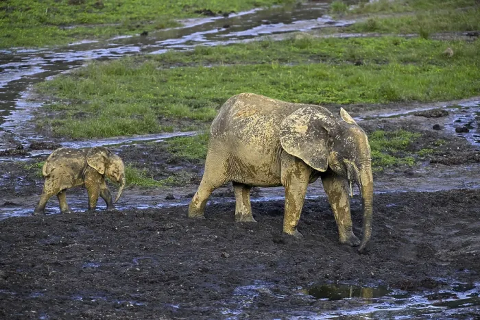 Framed Print : African forest elephants (Loxodonta cyclotis) in the Dzanga Bai forest clearing
