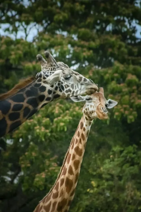 Framed Print : Two African giraffes mating, Mysore zoo, India Framed Print : Two African giraffes mating, Mysore zoo, India