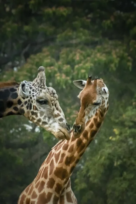 Framed Print : Two African giraffes mating, Mysore zoo, India