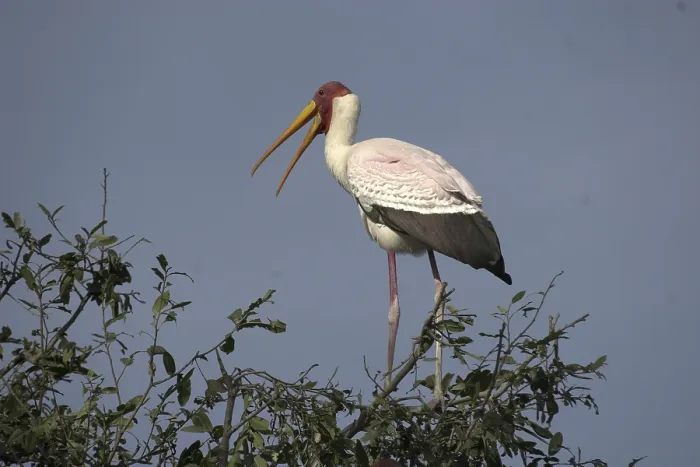 Framed Print : African glutton (Mycteria ibis)