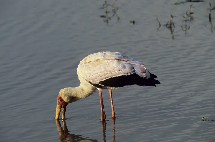 Framed Print : African glutton (Mycteria ibis)