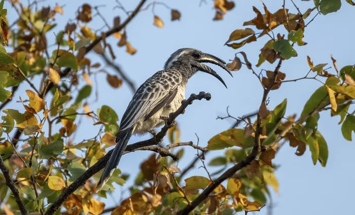Framed Print : African grey hornbill (Lophoceros nasutus) with open beak